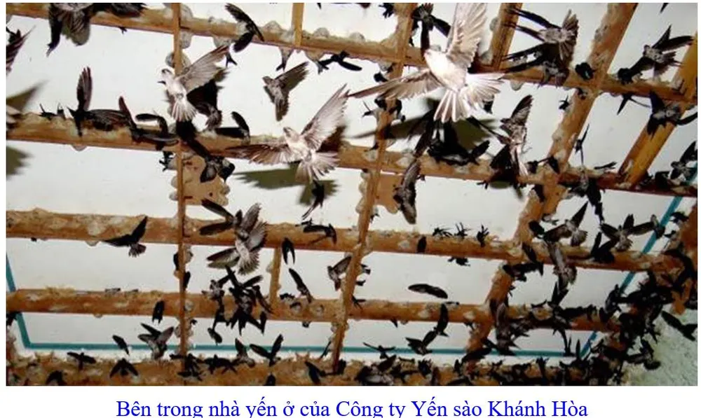 Phát triển bền vững nghề nuôi chim Yến tại Nam Trung bộ và Tây Nguyên ảnh 3