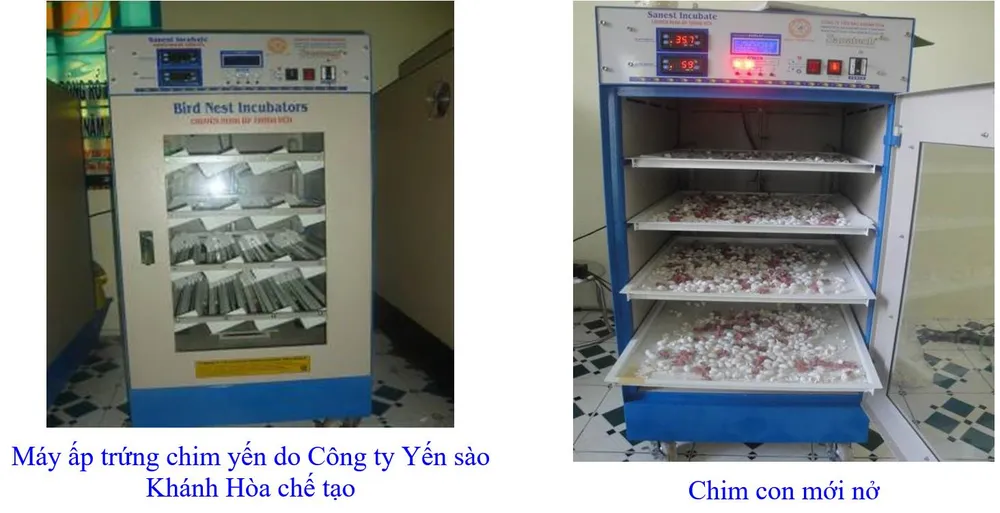 Phát triển bền vững nghề nuôi chim Yến tại Nam Trung bộ và Tây Nguyên ảnh 5