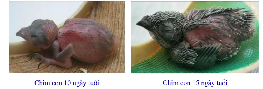 Phát triển bền vững nghề nuôi chim Yến tại Nam Trung bộ và Tây Nguyên ảnh 7