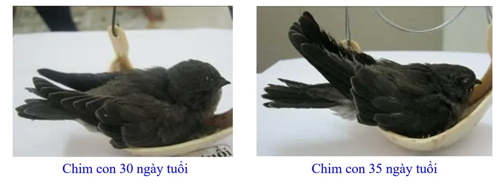 Phát triển bền vững nghề nuôi chim Yến tại Nam Trung bộ và Tây Nguyên ảnh 9