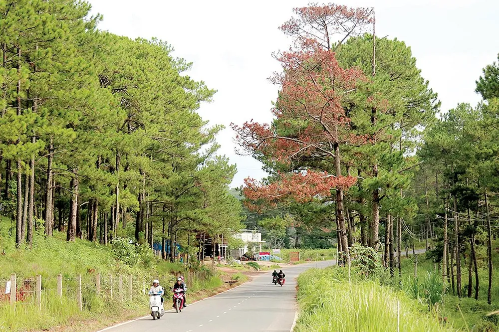 Rừng thông ứa “máu” ảnh 1 Rừng thông ứa “máu” ảnh 1