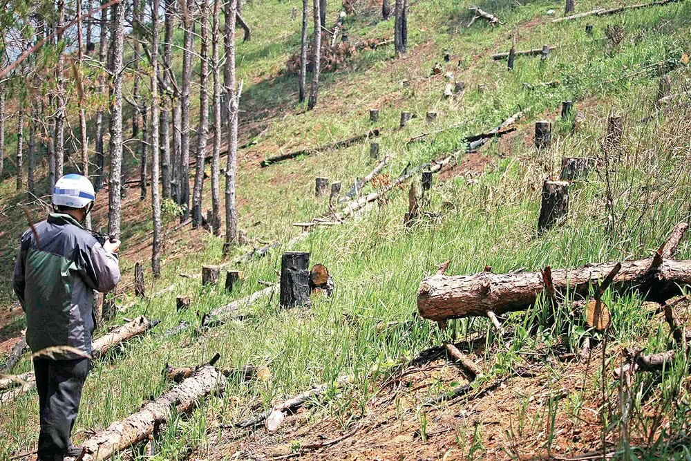 Rừng thông ứa “máu” ảnh 3 Rừng thông ứa “máu” ảnh 3