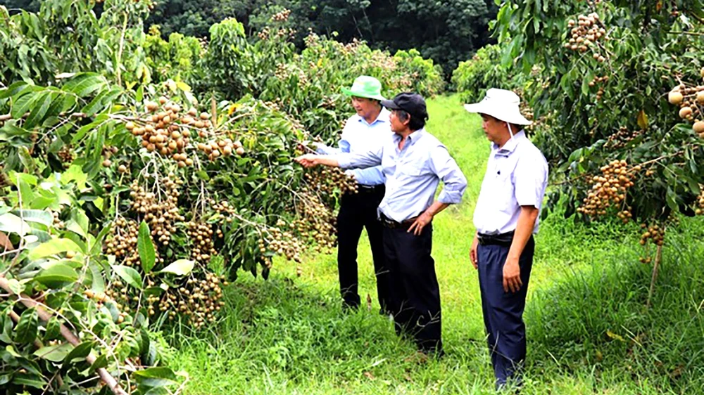 Vườn nhãn Ido ở Truông Mít (huyện Dương Minh Châu, tỉnh Tây Ninh)