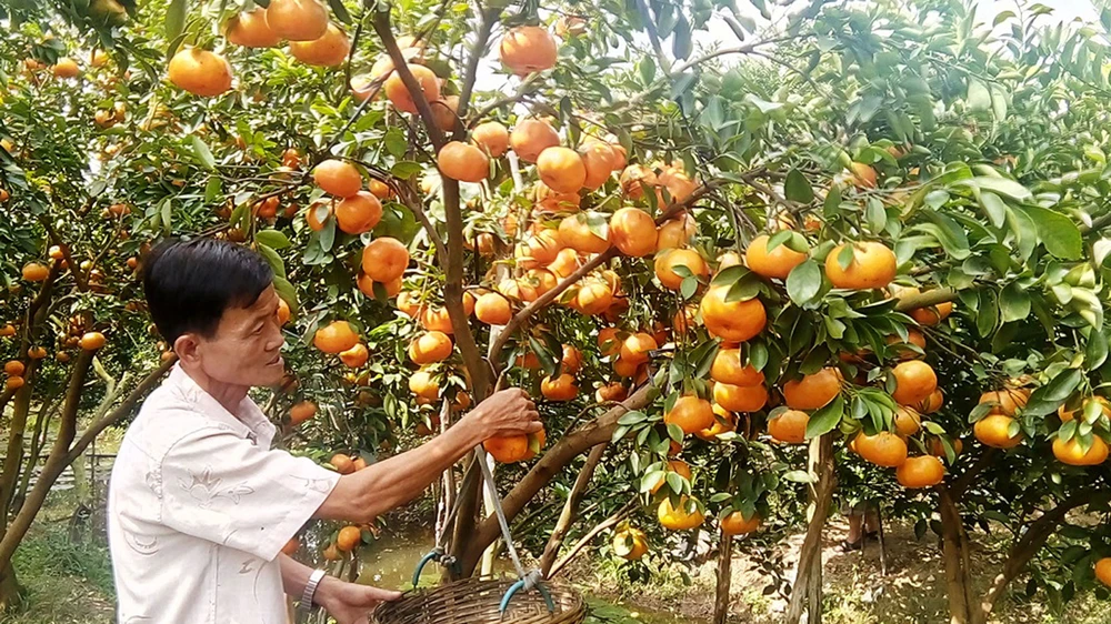 Quýt hồng Lai Vung được cung ứng cho thị trường tết khắp nơi. Ảnh: Huỳnh Lợi 