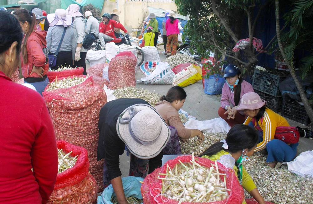 Độc đáo phiên chợ tỏi trên đảo Lý Sơn