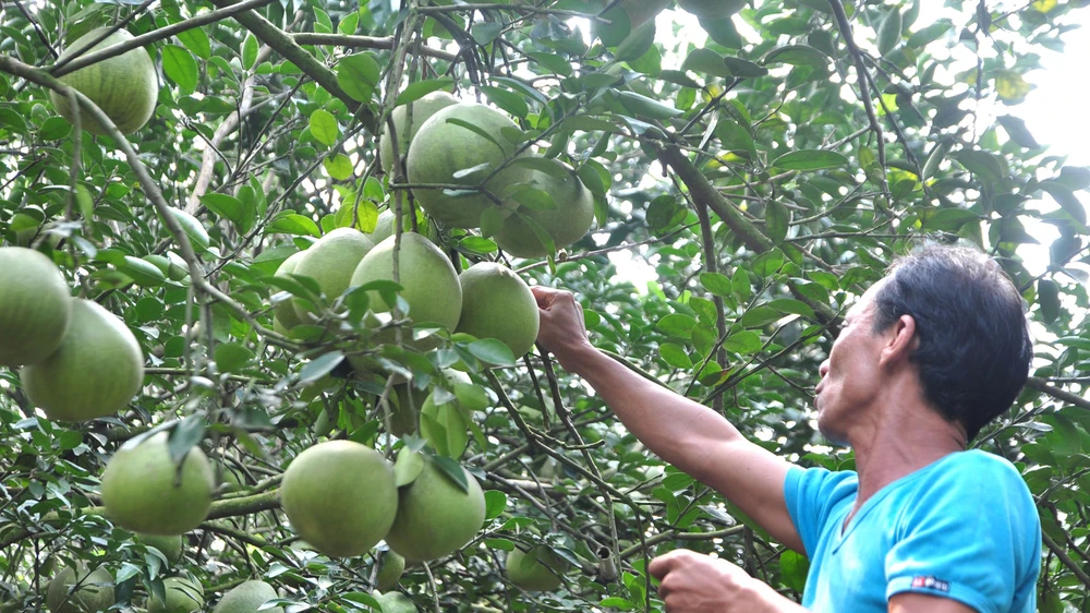 Mô hình trồng bưởi sạch theo hướng hữu cơ ở huyện Vĩnh Cửu