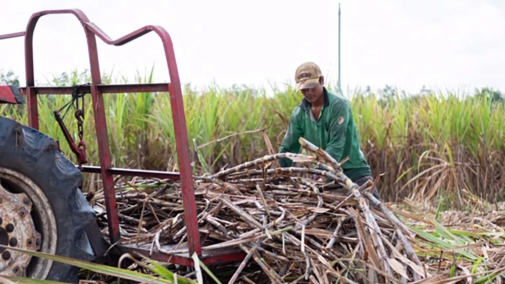 Khơi thông nguồn năng lượng sinh khối ảnh 1 Khơi thông nguồn năng lượng sinh khối ảnh 1