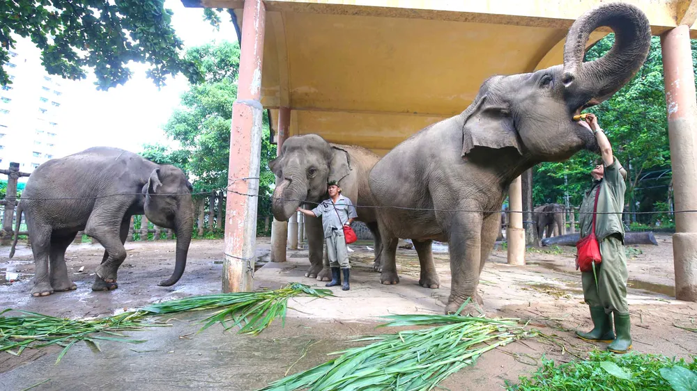 Nhân viên chăm sóc thú cho voi ăn. Ảnh: DŨNG PHƯƠNG