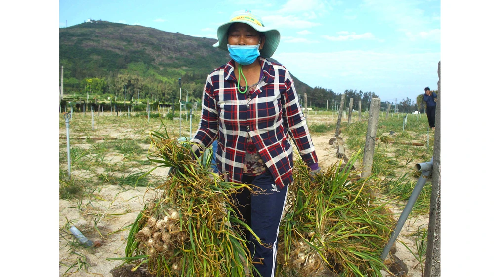 Người dân trồng tỏi trên đất đảo Lý Sơn mong muốn giải quyết triệt để nạn giả mạo tỏi Lý Sơn. Ảnh: NGUYỄN TRANG