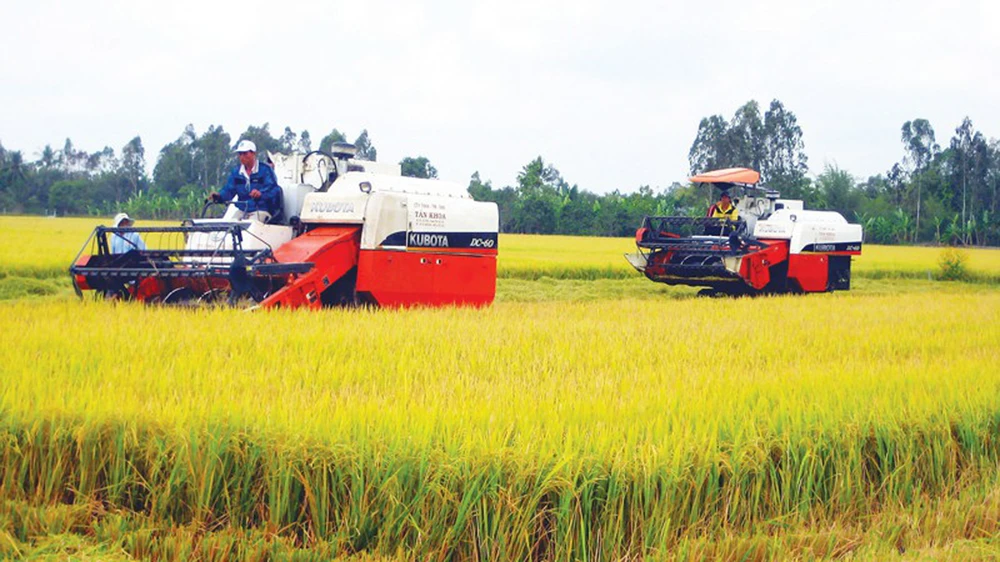 Cánh đồng sản xuất lớn hình thành ở ĐBSCL