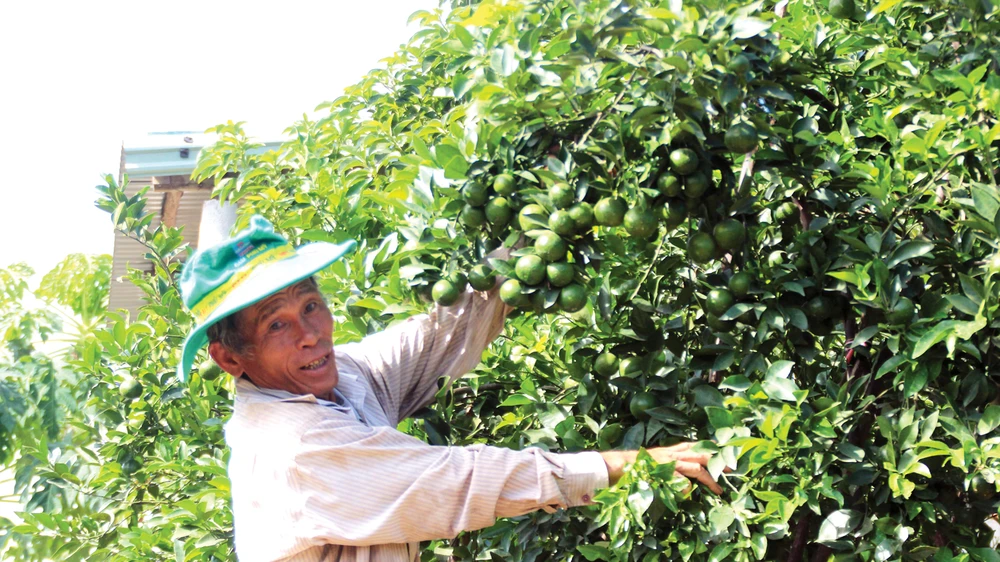 Lão nông Phạm Đình Độ có cơ ngơi bạc tỷ nhờ vườn cây ăn trái ở đồi Bà Nông