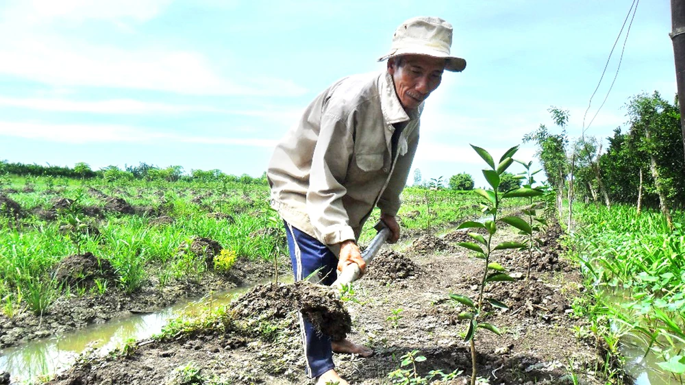 Nông dân ĐBSCL trồng mới cây ăn trái 