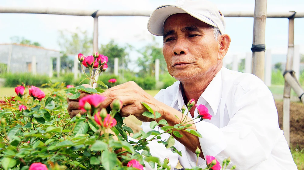 Người dân ở làng hoa Bình Lâm, xã Phước Hòa, huyện Tuy Phước, Bình Định trồng nhiều loài hoa mới phục vụ thị trường tết. Ảnh: NGỌC OAI