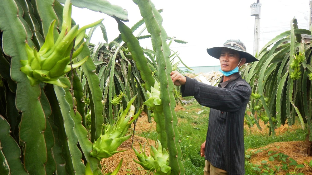 Vườn thanh long ở tỉnh Bình Thuận đã sẵn sàng phục vụ cho dịp Tết Nguyên đán sắp tới