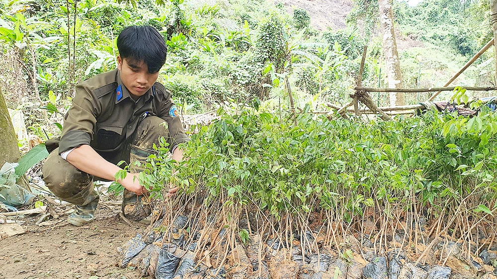 Tích cực trồng rừng thay thế tại xã Blahêê, huyện Tây Giang