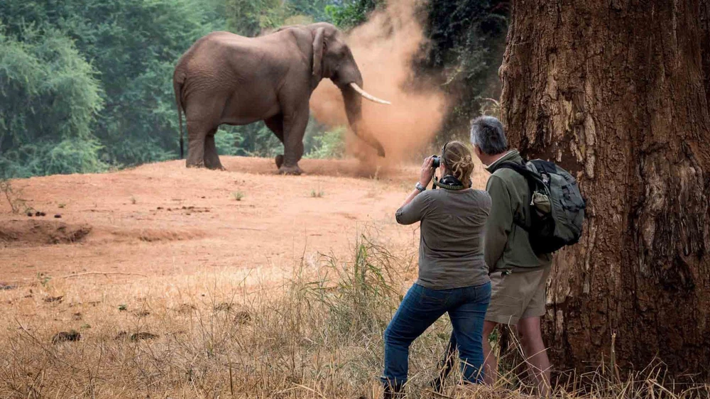 Voi trong khu bảo tồn thiên nhiên. Ảnh: naturalworldsafaris.com