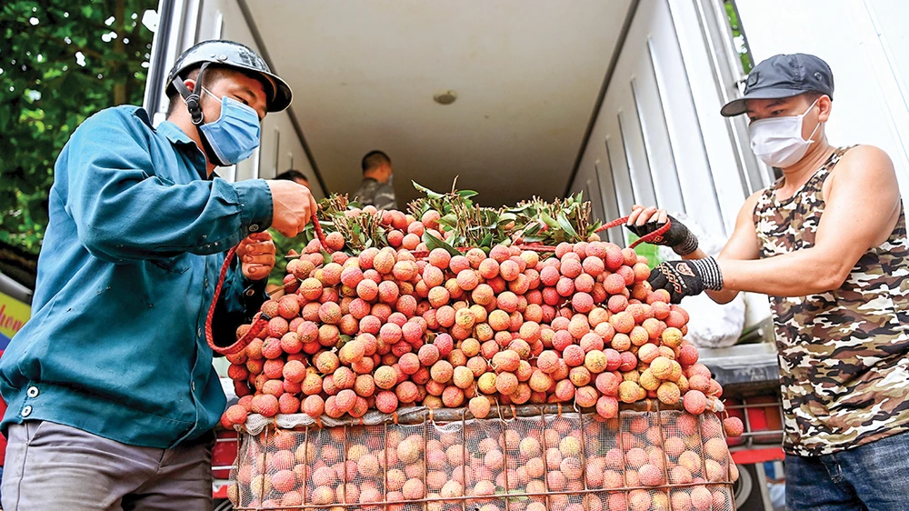 Người dân huyện Lục Ngạn, tỉnh Bắc Giang thu gom vải thiều bán cho thương lái, tháng 6-2021. Ảnh VIẾT CHUNG