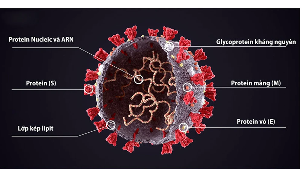 Chuyên gia WHO: Khả năng SARS-CoV-2 sẽ phát triển giống virus cúm