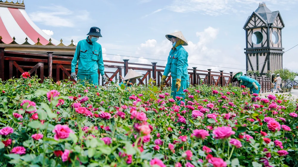 Chăm chút vườn hoa tại các khu du lịch. Ảnh: XUÂN QUỲNH