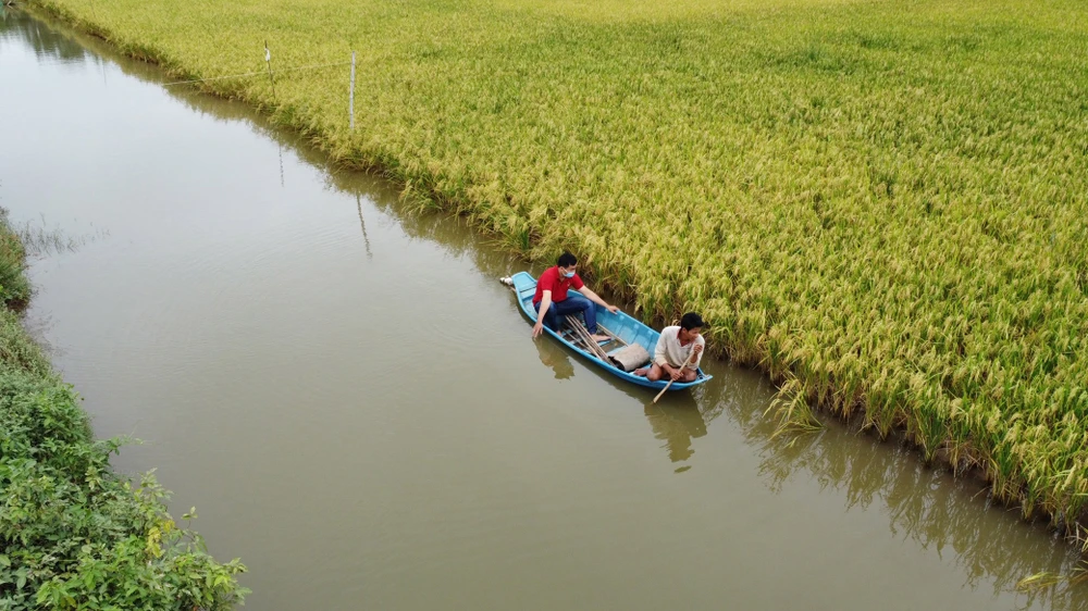 Mô hình sản xuất lúa hữu cơ kết hợp nuôi tôm càng xanh của HTX Long Hiệp (Trà Vinh). Ảnh: TÍN DI