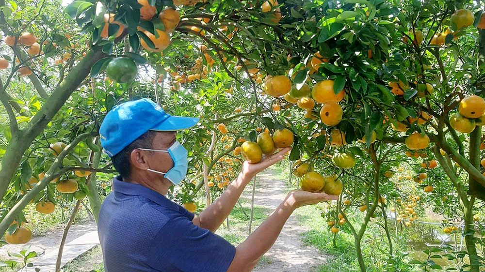 Đặc sản Quýt hồng Lai Vung được nông dân tỉnh Đồng Tháp sản xuất theo tiêu chuẩn VietGAP