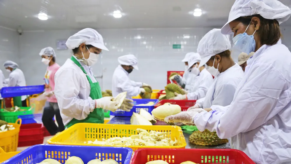 Sầu riêng và niềm vui chung ảnh 6