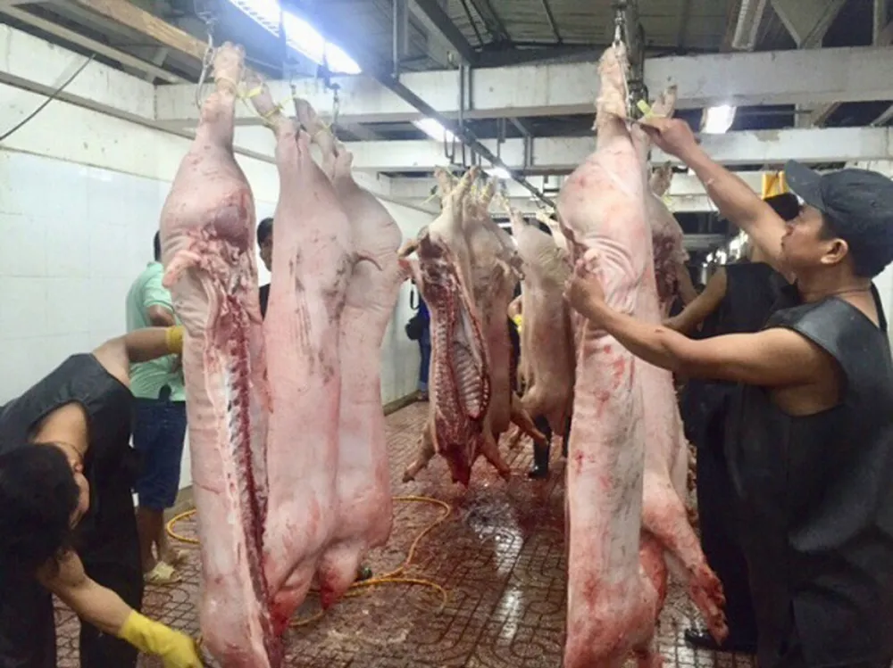 Giá heo hơi đang giảm