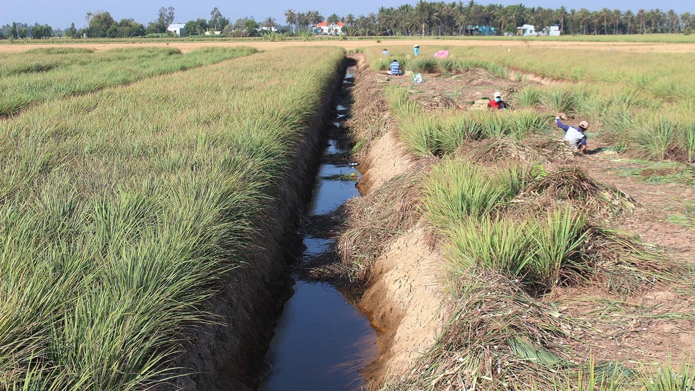 Chuyển đổi từ lúa, hoa màu sang trồng sả tại huyện cù lao Tân Phú Đông (tỉnh Tiền Giang). Ảnh: NGỌC PHÚC