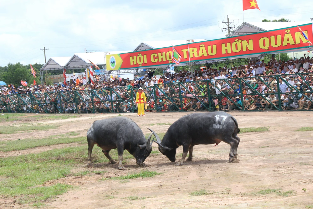 Mơ về lễ hội chọi trâu quốc tế Hớn Quản