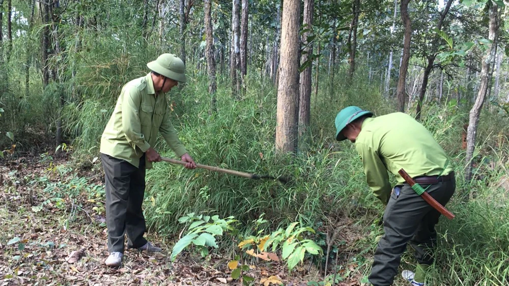 Lực lượng kiểm lâm Vườn quốc gia Yok Đôn kiểm tra, phát dọn thực bì. Ảnh: MAI CƯỜNG