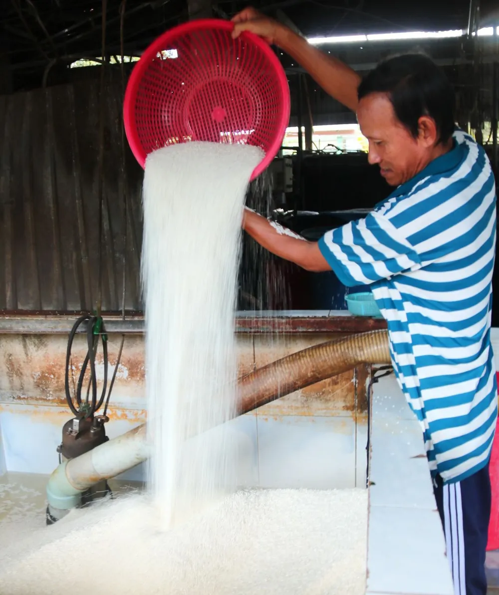 Gạo dùng để làm hủ tiếu cũng phải được các lò làm hủ tiếu lựa chọn những giống gạo nở có mùi thơm ngon riêng