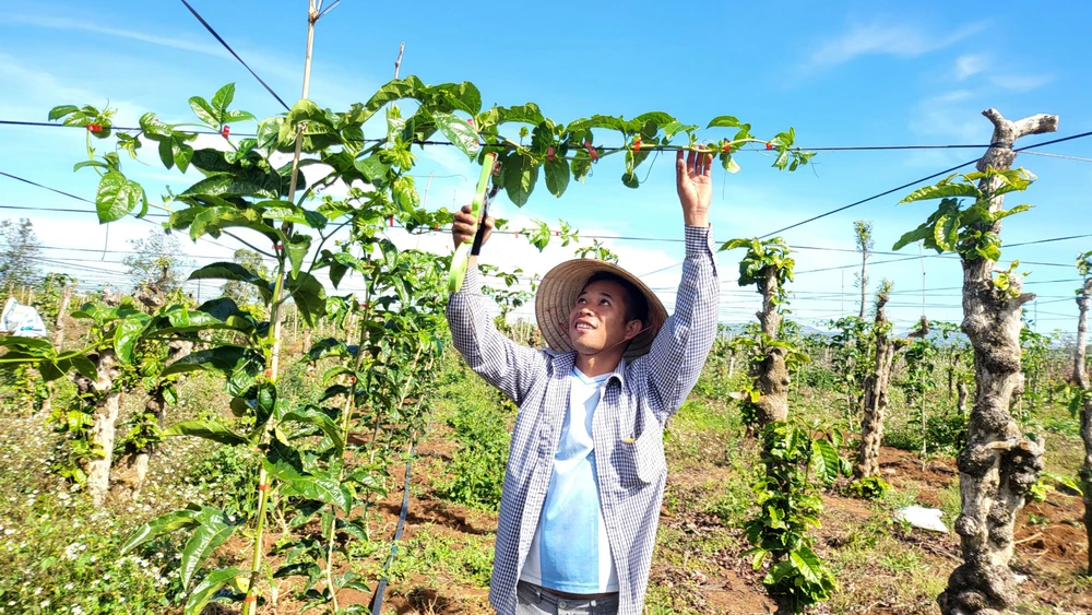 Vườn chanh leo của anh Phạm Thủ Công (phường Yên Thế, TP Pleiku, tỉnh Gia Lai) phát triển xanh tốt