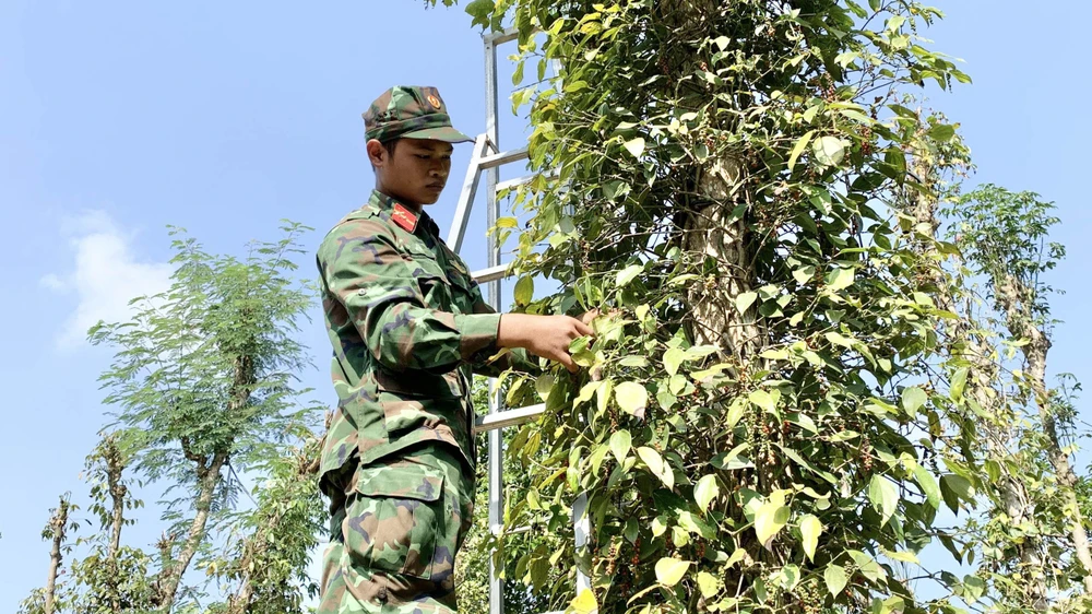 Bộ đội giúp người dân huyện Châu Đức, tỉnh Bà Rịa - Vũng Tàu thu hoạch hồ tiêu. Ảnh: NÔNG NGÂN