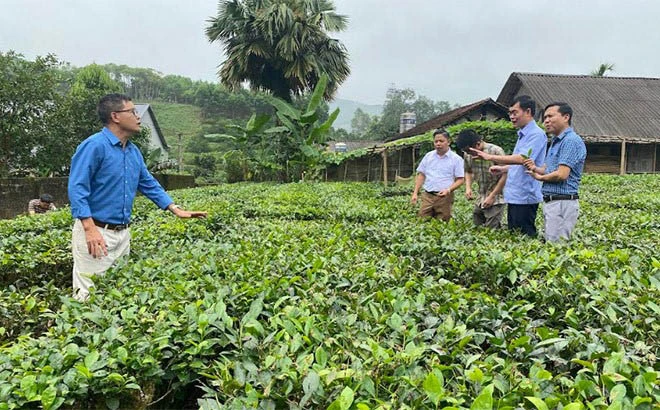 Đồi chè xanh của HTX Kiến Thuận tại xã Bình Thuận, huyện Văn Chấn, tỉnh Yên Bái. Ảnh: Thanh Hương