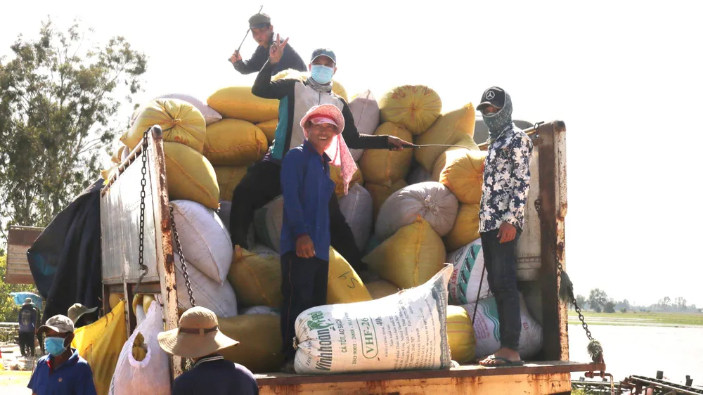 Đội bốc vác lúa chủ yếu là thanh niên, vác từ ruộng lên xe trung chuyển ra bến sông, từ bờ xuống ghe Đội bốc vác lúa chủ yếu là thanh niên, vác từ ruộng lên xe trung chuyển ra bến sông, từ bờ xuống ghe