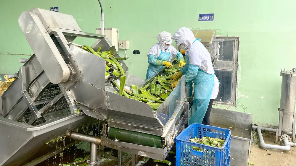 Công ty GC Food tận dụng phụ phẩm làm phân bón hữu cơ, thức ăn cho gia súc. Ảnh: HOÀNG HÙNG Công ty GC Food tận dụng phụ phẩm làm phân bón hữu cơ, thức ăn cho gia súc. Ảnh: HOÀNG HÙNG