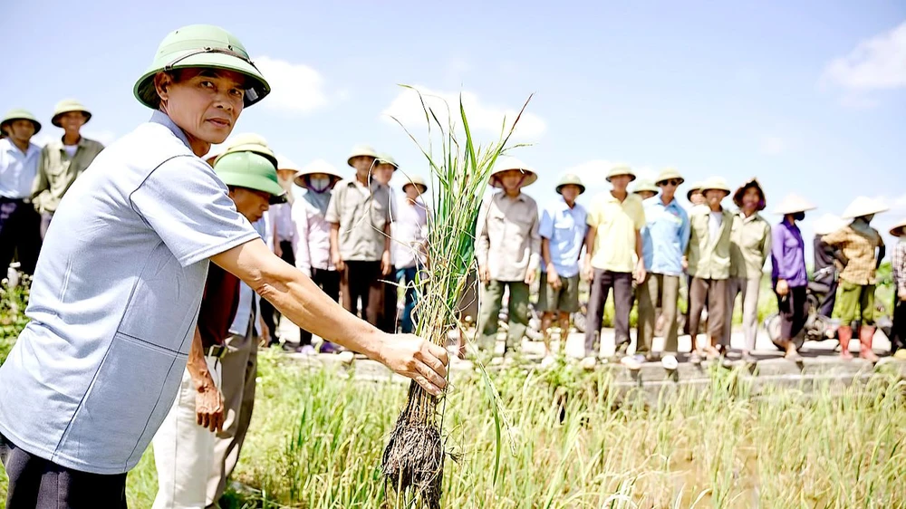 Người dân xã An Tân nhổ khóm lúa để minh chứng bị “ngộ độc” nước mặn