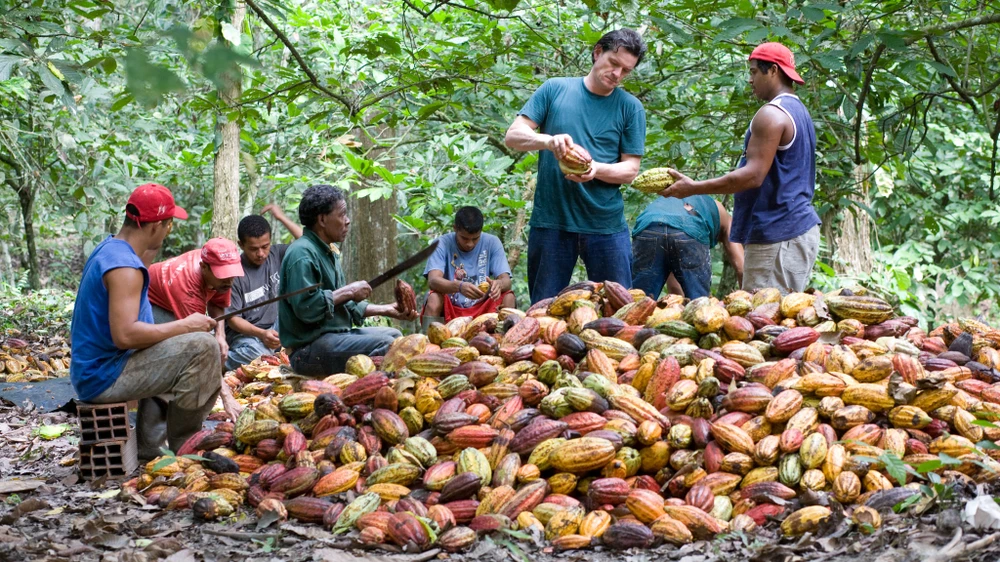 Thu hoạch ca cao tại Venezuela