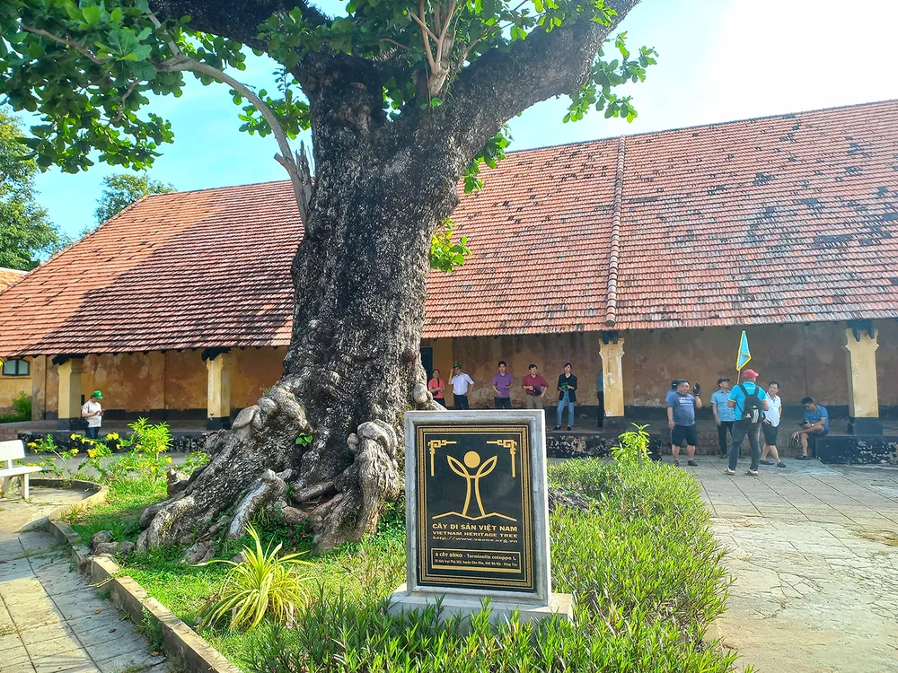 Cây bàng tại Côn Đảo