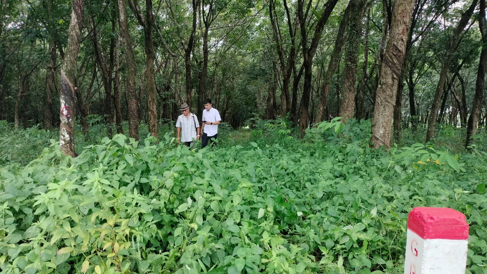 Đất cao su của Tổng Công ty cao su Đồng Nai chưa thể bàn giao mặt bằng vì chưa thống nhất về giá bồi thường 