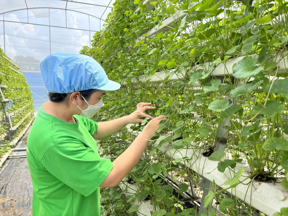 Công ty TNHH XNK Thiên nhiên Việt(huyệ Củ Chi, TPHCM) có sản phẩm bột rau má đạt OCOP 3-4 sao Công ty TNHH XNK Thiên nhiên Việt(huyệ Củ Chi, TPHCM) có sản phẩm bột rau má đạt OCOP 3-4 sao