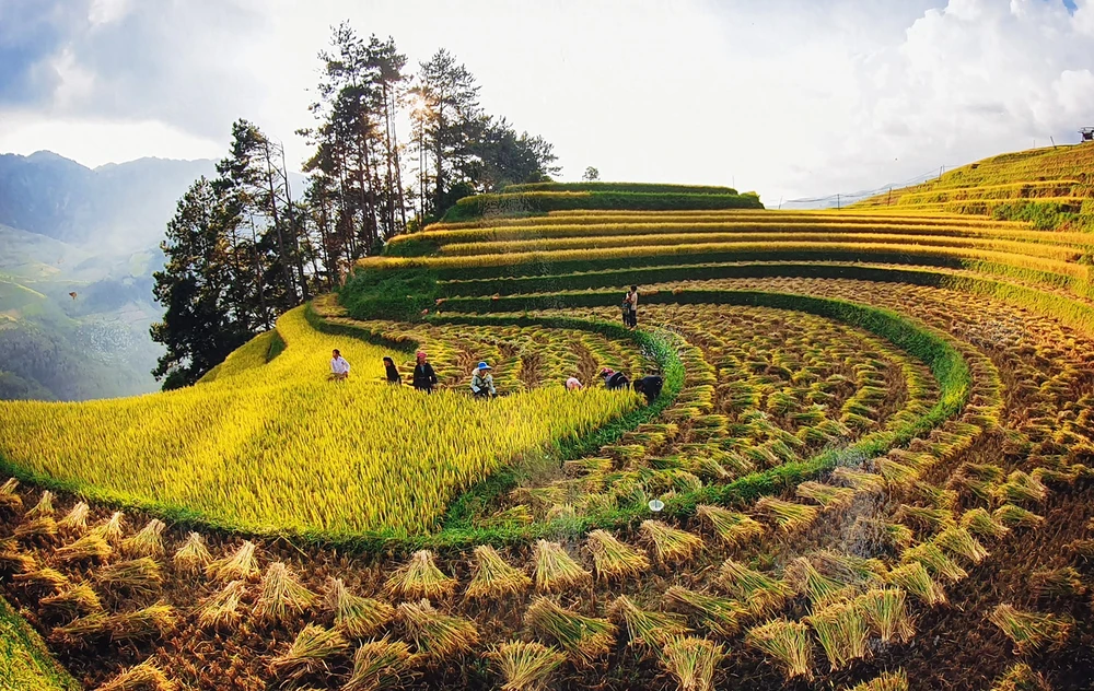 Rừng và ruộng bậc thang là nguồn cội cho Mù Cang Chải trở thành một thiên đường du lịch ở Tây Bắc. Ảnh: VŨ CHIẾN