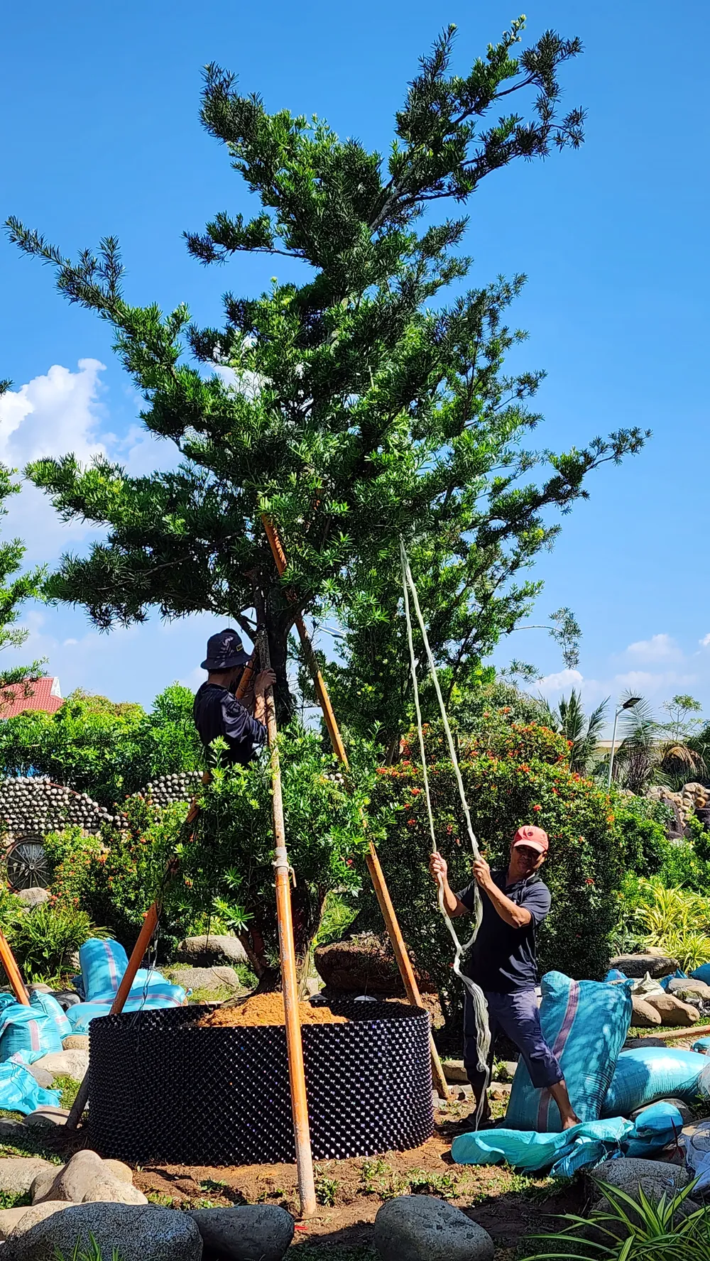 Chăm sóc vườn kiểng chuẩn bị phục vụ thị trường Tết 2024 tại huyện Tân Phước (tỉnh Tiền Giang) Chăm sóc vườn kiểng chuẩn bị phục vụ thị trường Tết 2024 tại huyện Tân Phước (tỉnh Tiền Giang)
