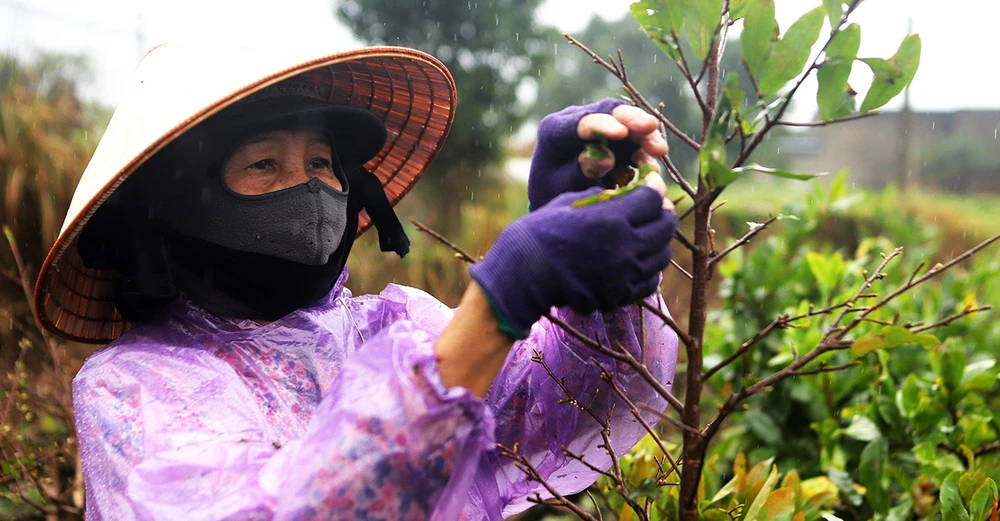 "Thủ phủ" mai vàng miền Trung chạy đua vào vụ tết