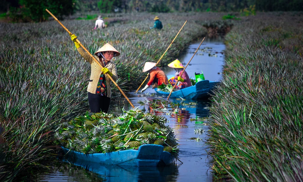 Nông dân Hậu Giang thu hoạch khóm. Ảnh: LÝ ANH LAM