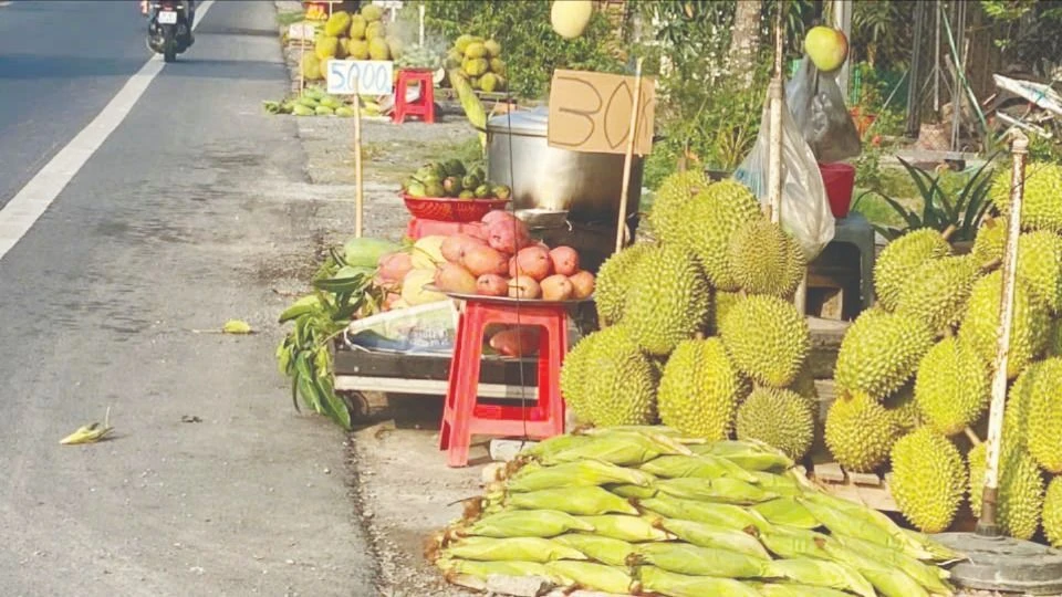 Nông dân huyện Phong Điền, TP Cần Thơ và huyện Châu Thành A, tỉnh Hậu Giang bán sầu riêng ven Quốc lộ 61C