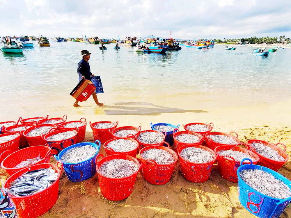 “Chiến lợi phẩm” cá cơm tươi rói của ngư dân ở xã Xuân Hải (tỉnh Phú Yên). Ảnh: NGỌC OAI PS14.jpg