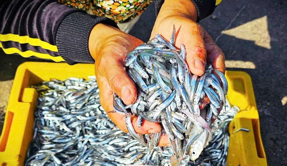 Những mẻ cá cơm tươi rói là nguyên liệu làm nước mắm truyền thống hoặc sấy khô xuất khẩu. Ảnh: NGỌC OAI PS15.jpg