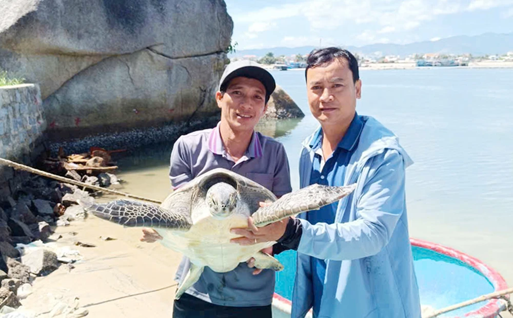 Chú rùa biển không may mắc lưới, được ngư dân và cán bộ thủy sản Bình Định hỗ trợ trả về biển. Ảnh: NGỌC OAI PS18.jpg