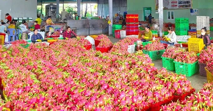 Hàng trăm tấn nông sản Lâm Đồng chưa được cấp chứng thư xuất khẩu